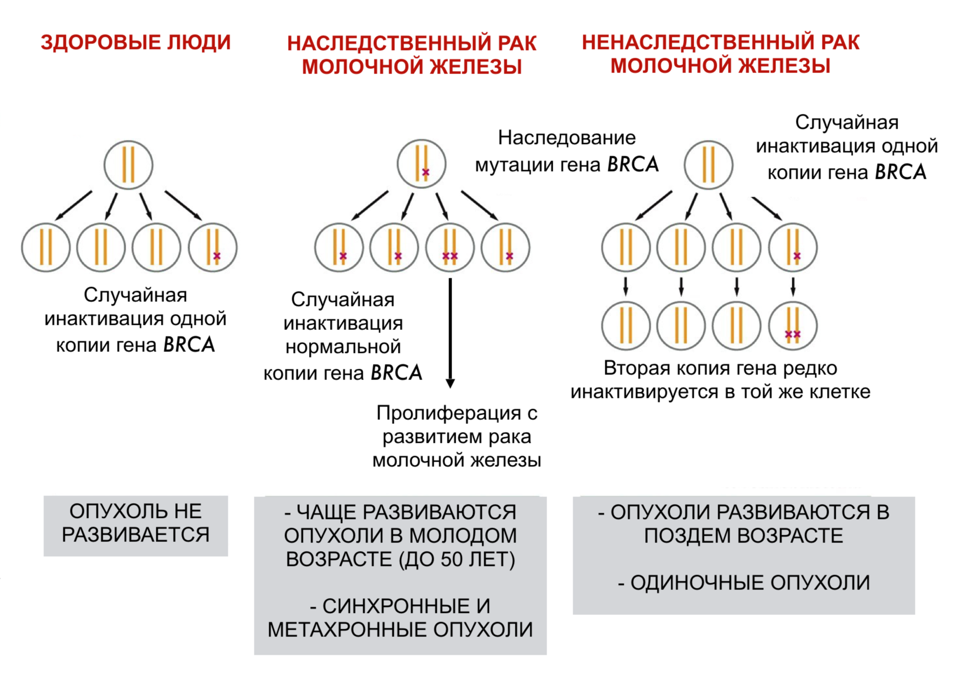 Дефектный ген что это такое